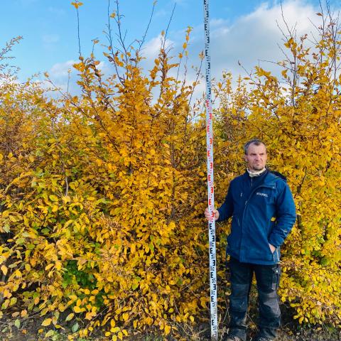 Carpinus betulus | vícekmen Carpinus betulus | vícekmen